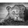 Foto op canvas Lioness 60x90cm