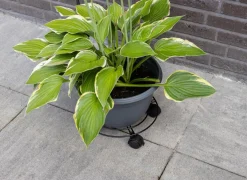 Plantenroller Ø28,4cm - metaal - zwart