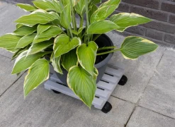 Plantenroller 29x29cm - 100% FSC - grijs